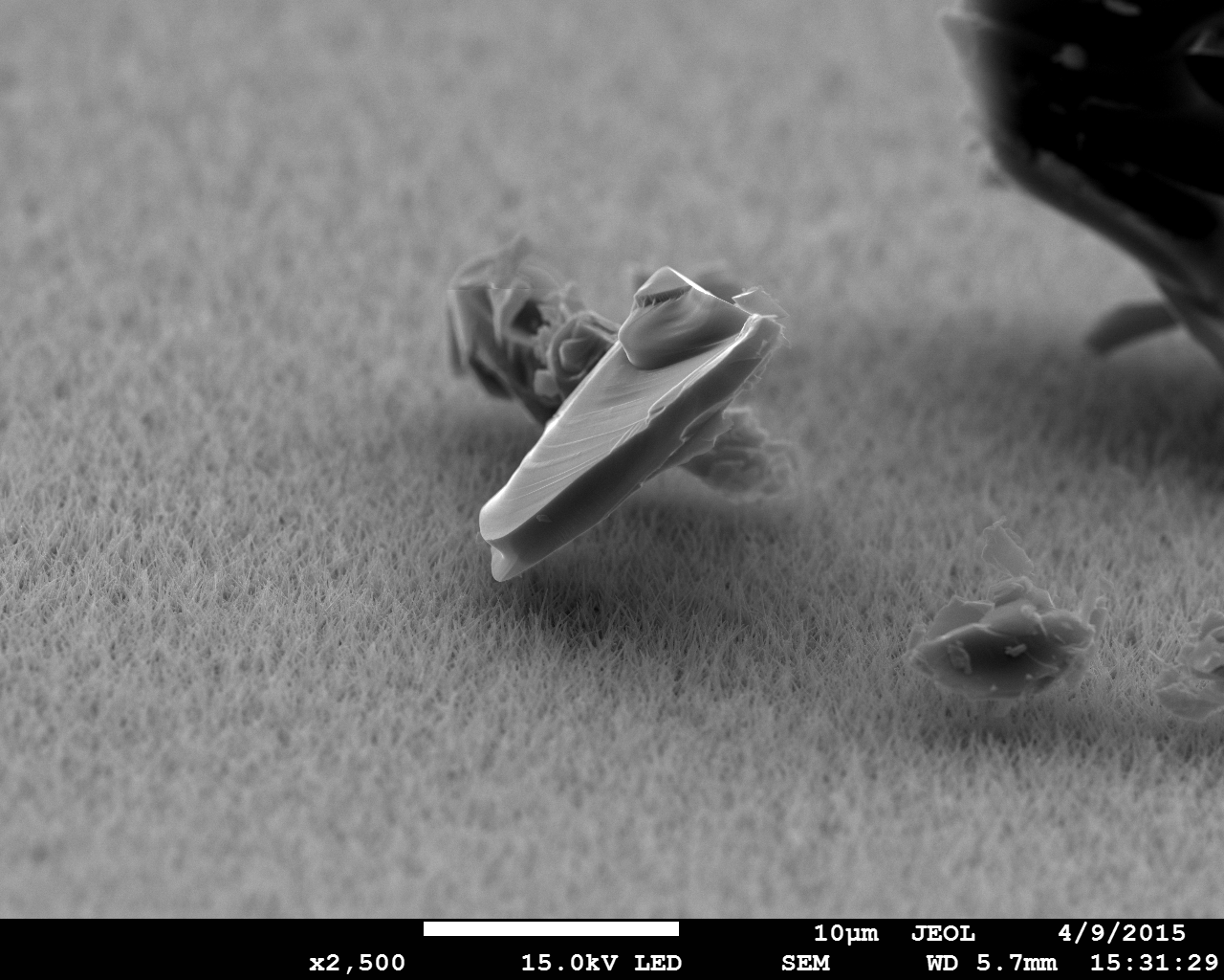 Surface super hydrophobe (lotus) vu à l'échelle microscopique